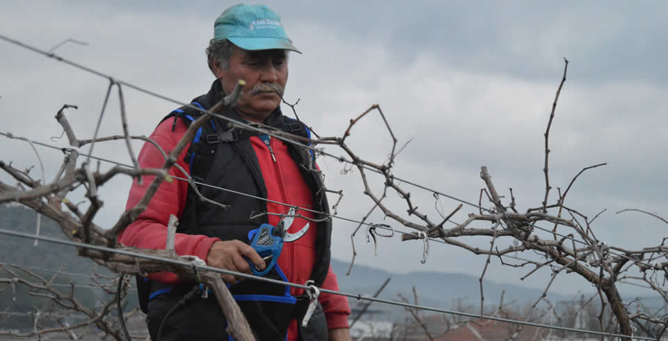 Asmalarımızda Kış Budamamızı Yaptık