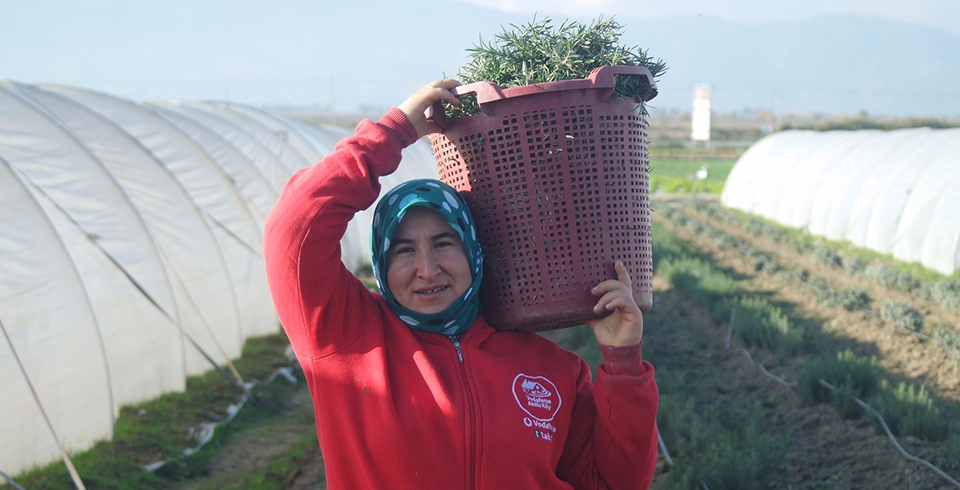 Tıbbi Aromatik Bitkiler Hasat Edildi