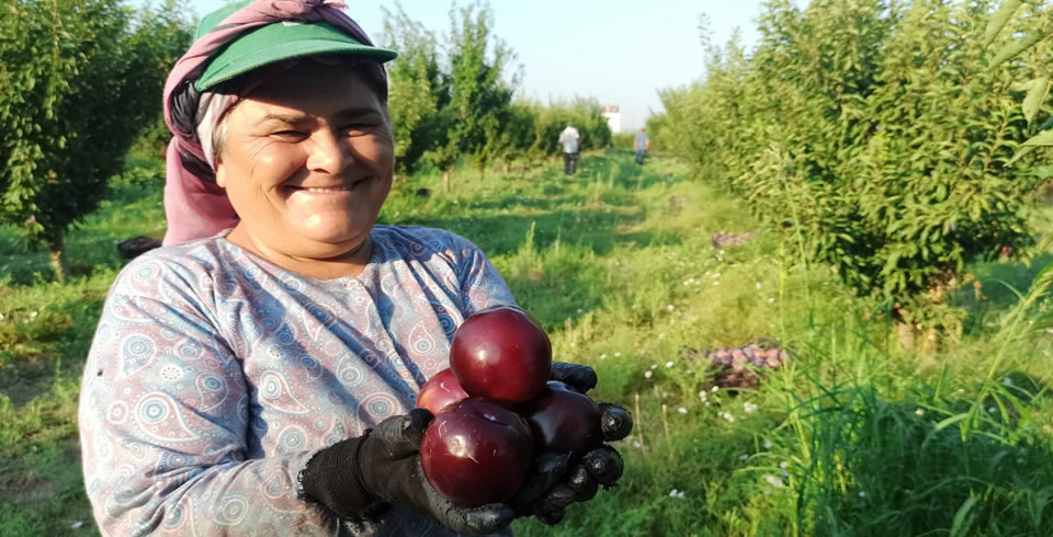 AKILLI KÖY`DE 18 TON ERİK HASAT EDİLDİ